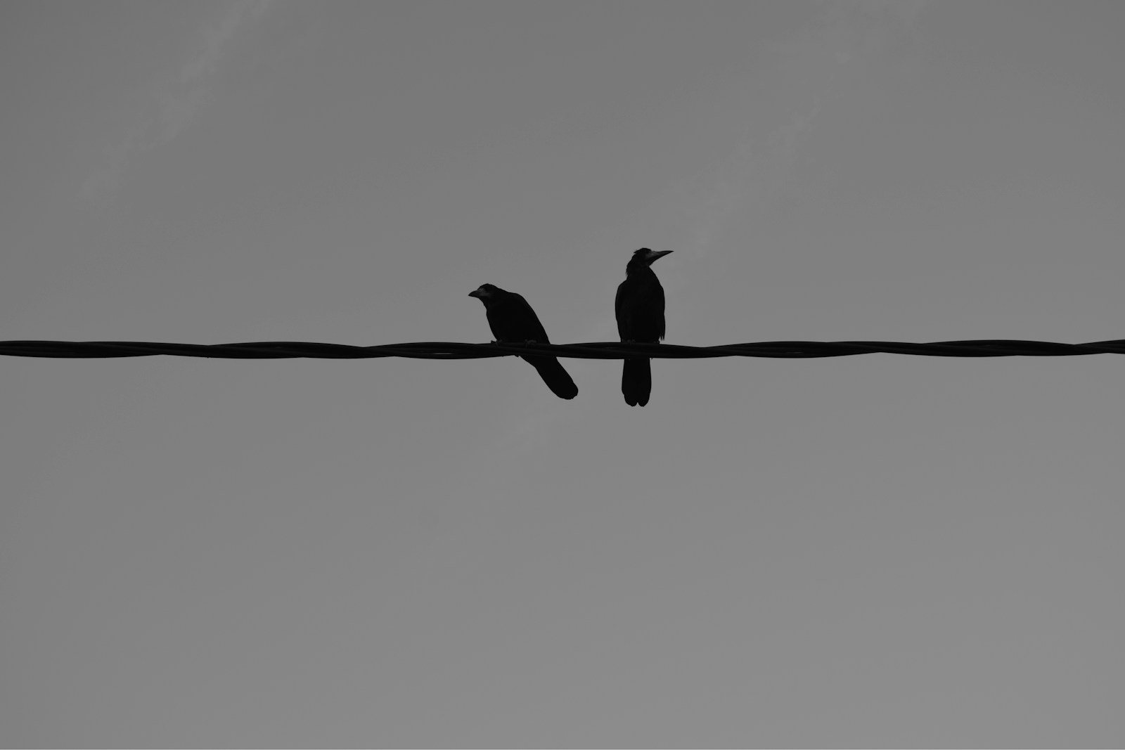 Photo by Marija Zaric black bird on brown tree branch during daytime